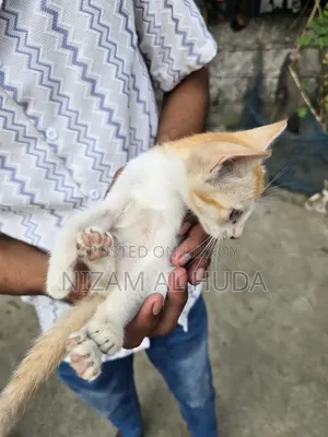 1-3 Months Female Mixed Breed Bengal
