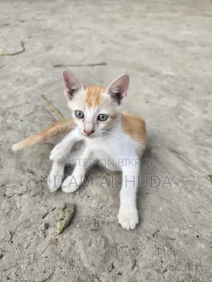 1-3 Months Female Mixed Breed Bengal