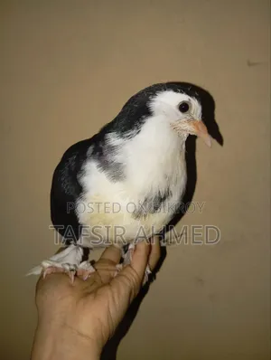 2-Month-Old Lahori Baby Pigeon