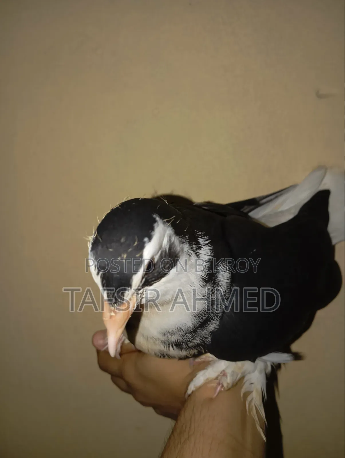 2-Month-Old Lahori Baby Pigeon