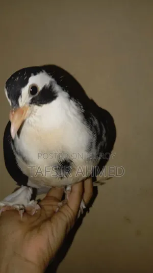 2-Month-Old Lahori Baby Pigeon