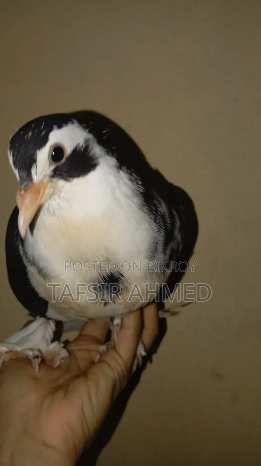 2-Month-Old Lahori Baby Pigeon