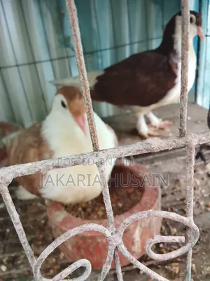 A pair of Siraji pigeon chicks for sale, age one and a half months