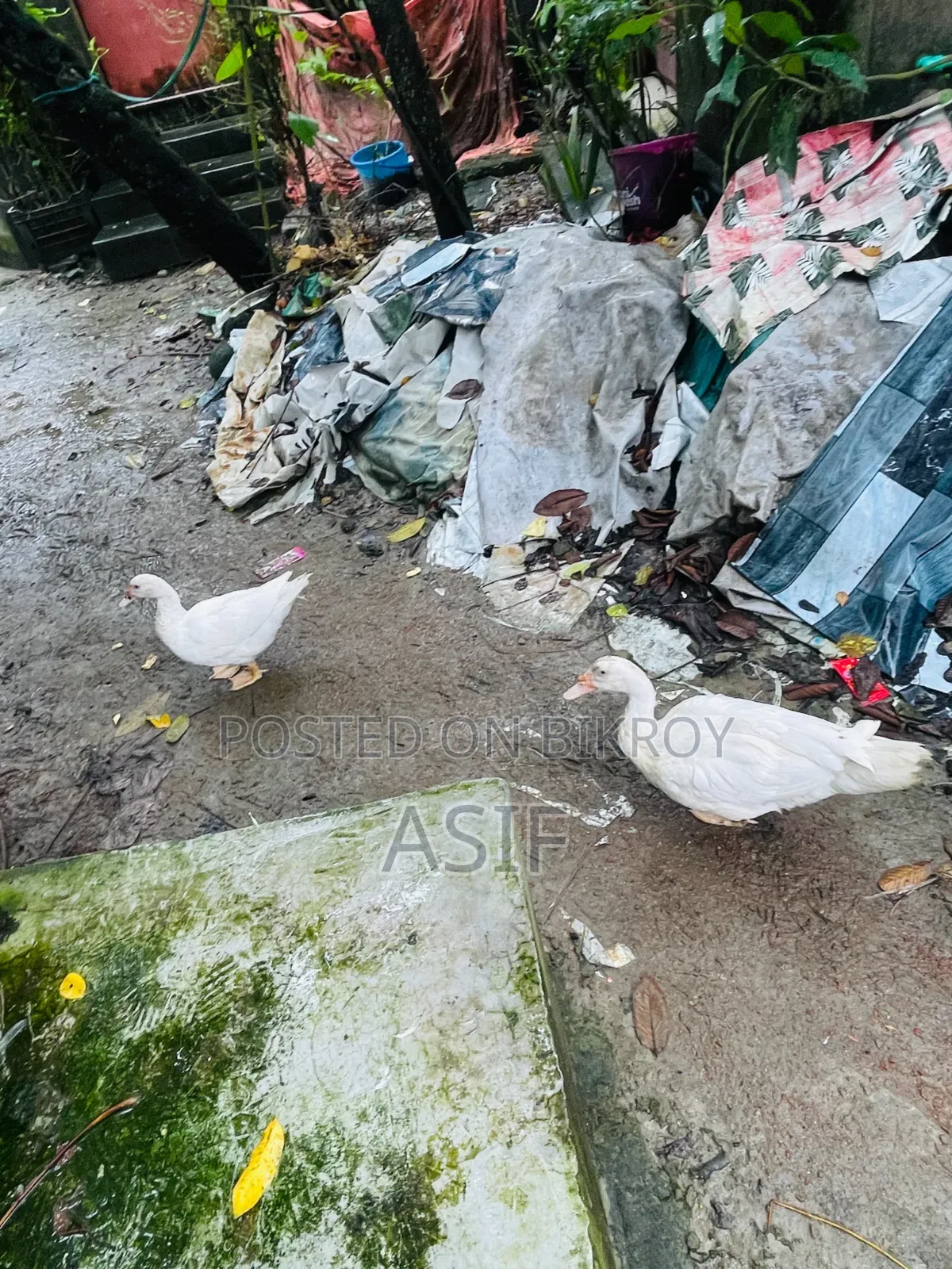 সাদা চিনা হাঁস