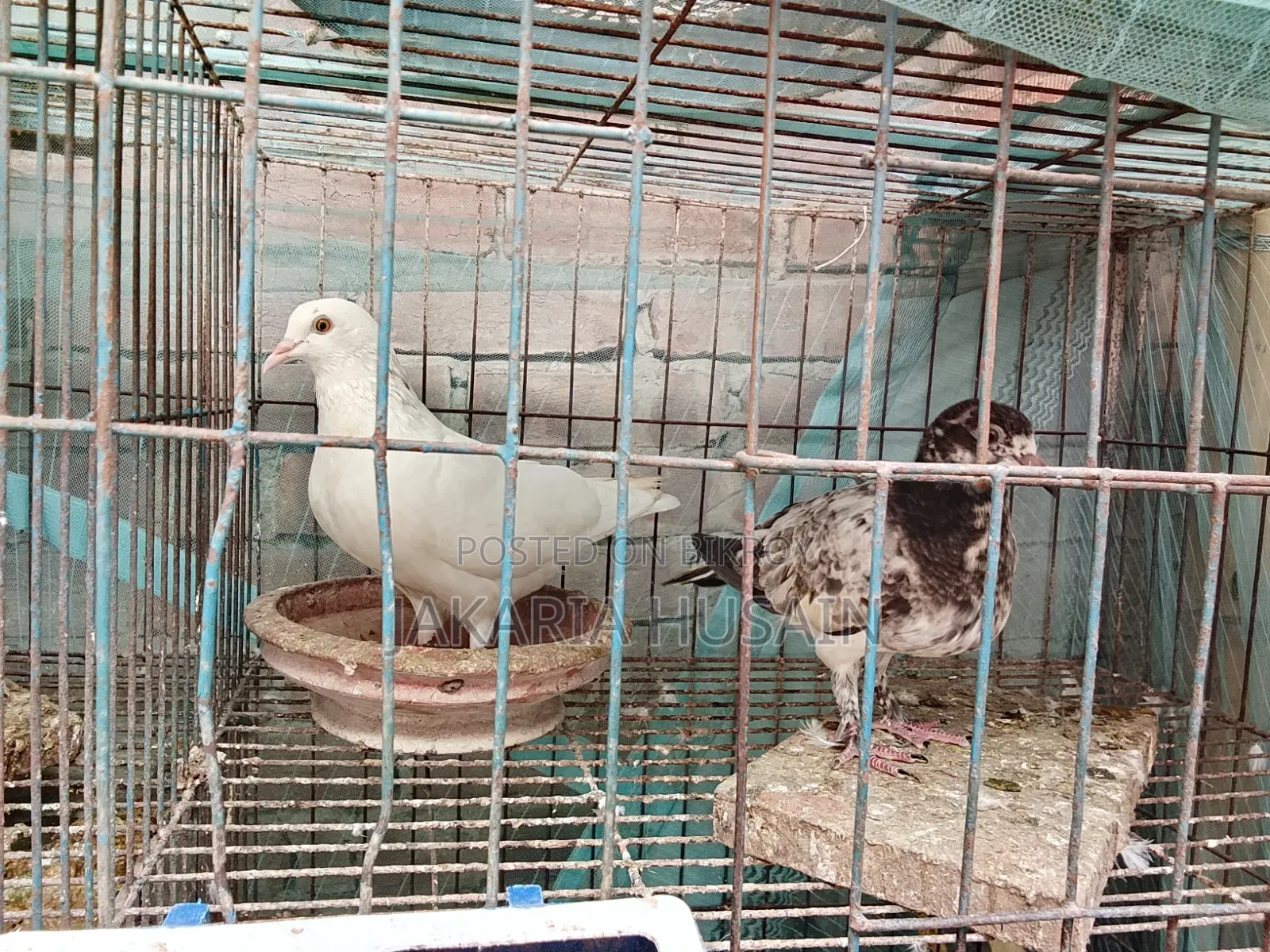 A pair of new adult pigeons for sale