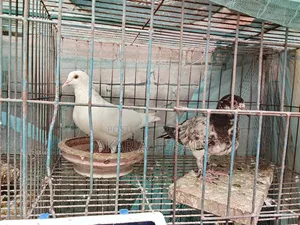 A pair of new adult pigeons for sale