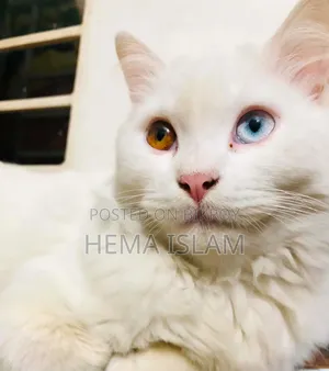 1+ Year Male Purebred Persian