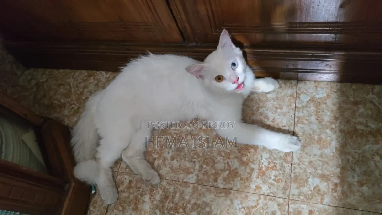 1+ Year Male Purebred Persian