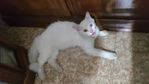 1+ Year Male Purebred Persian