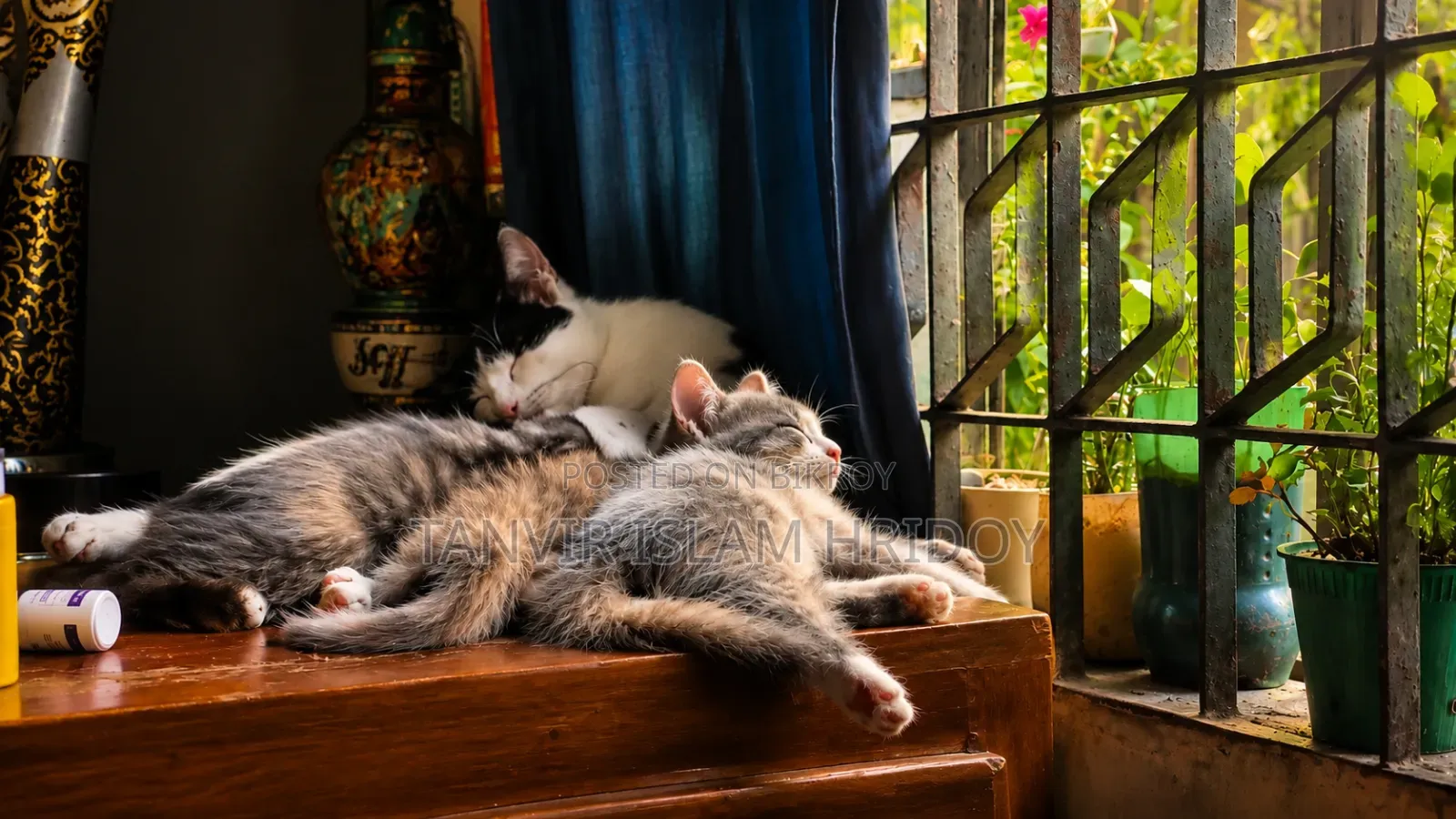 ১-৩ মাস বয়সী মাদি মিক্সড ব্রিড পার্সিয়ান