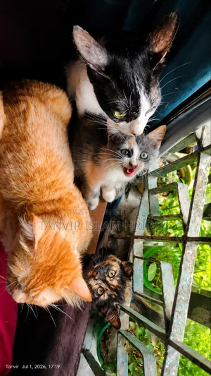 ১-৩ মাস বয়সী মাদি মিক্সড ব্রিড পার্সিয়ান