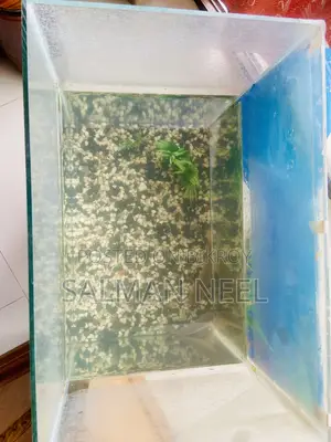 Aquarium Full Setup