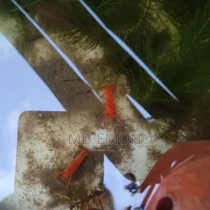Red and White Cray Fish