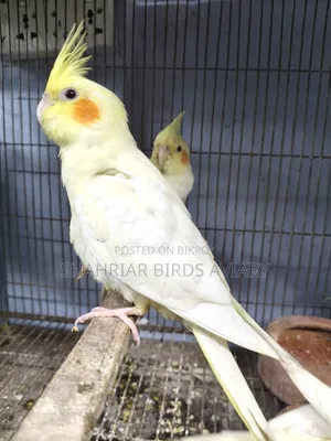 Cockatiel Lutino (Male)