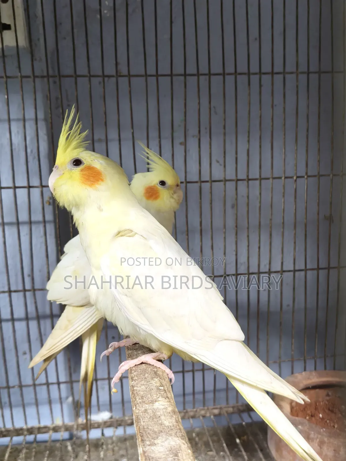 ককাটেইল লোটিনো (মেইল)
