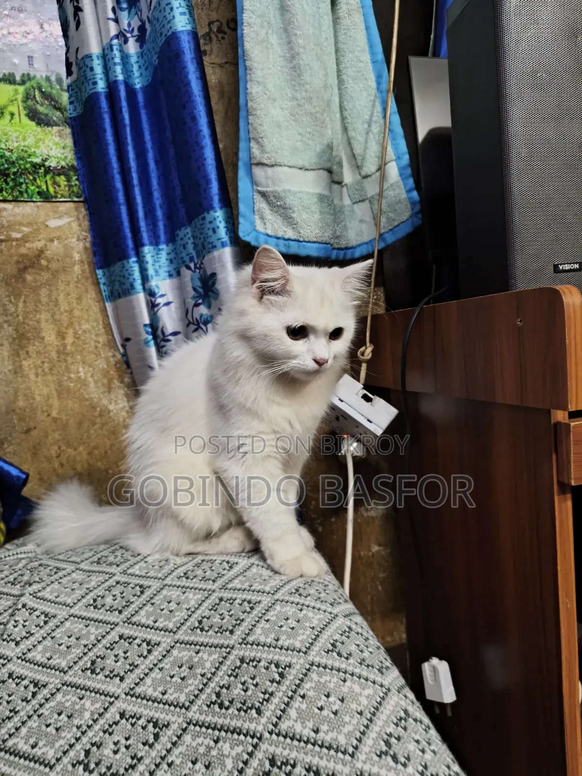 6-12 Months Female Mixed Breed Persian