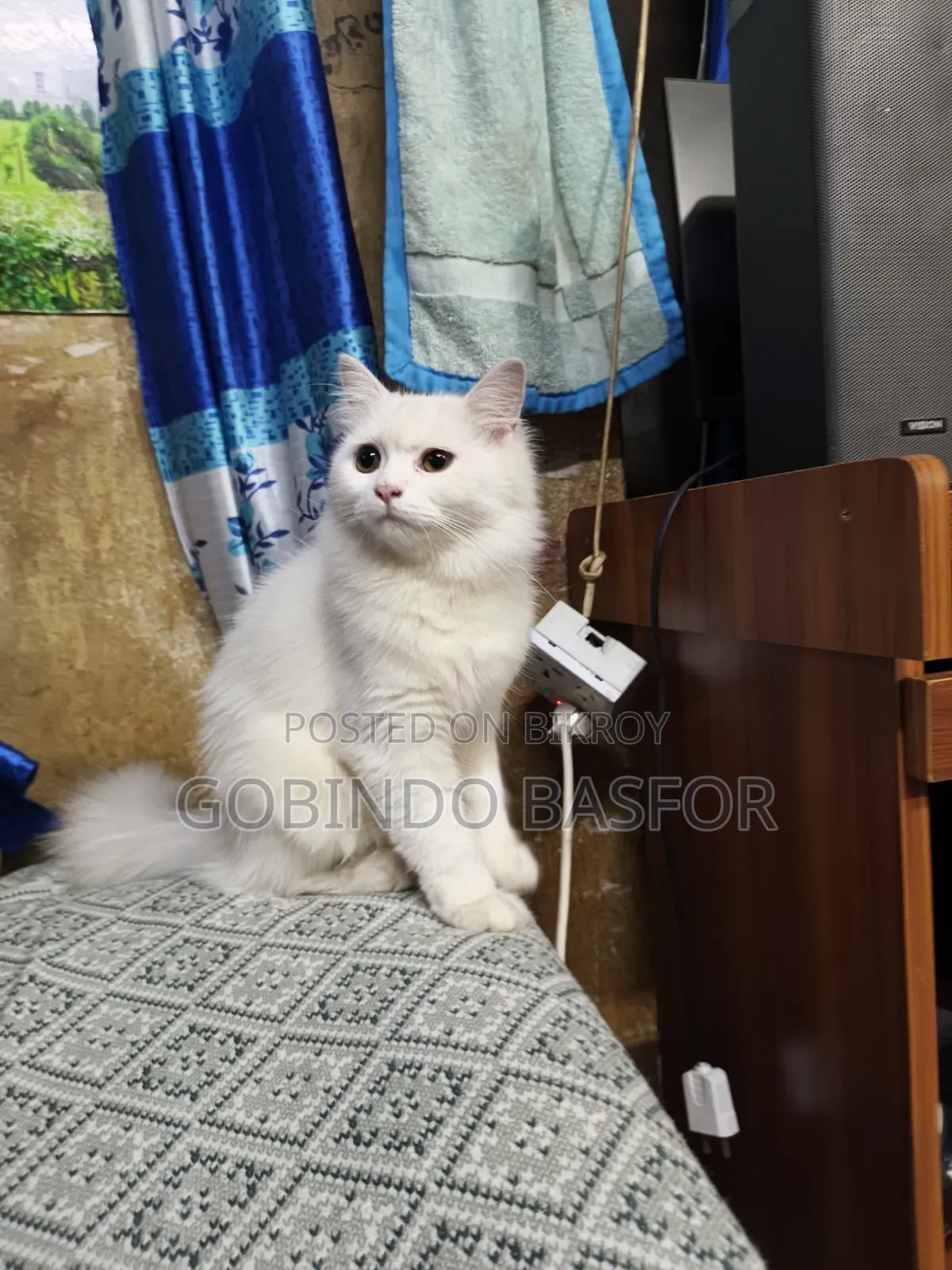 6-12 Months Female Mixed Breed Persian