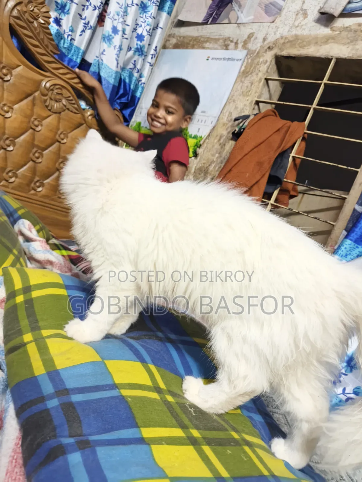 6-12 Months Female Mixed Breed Persian