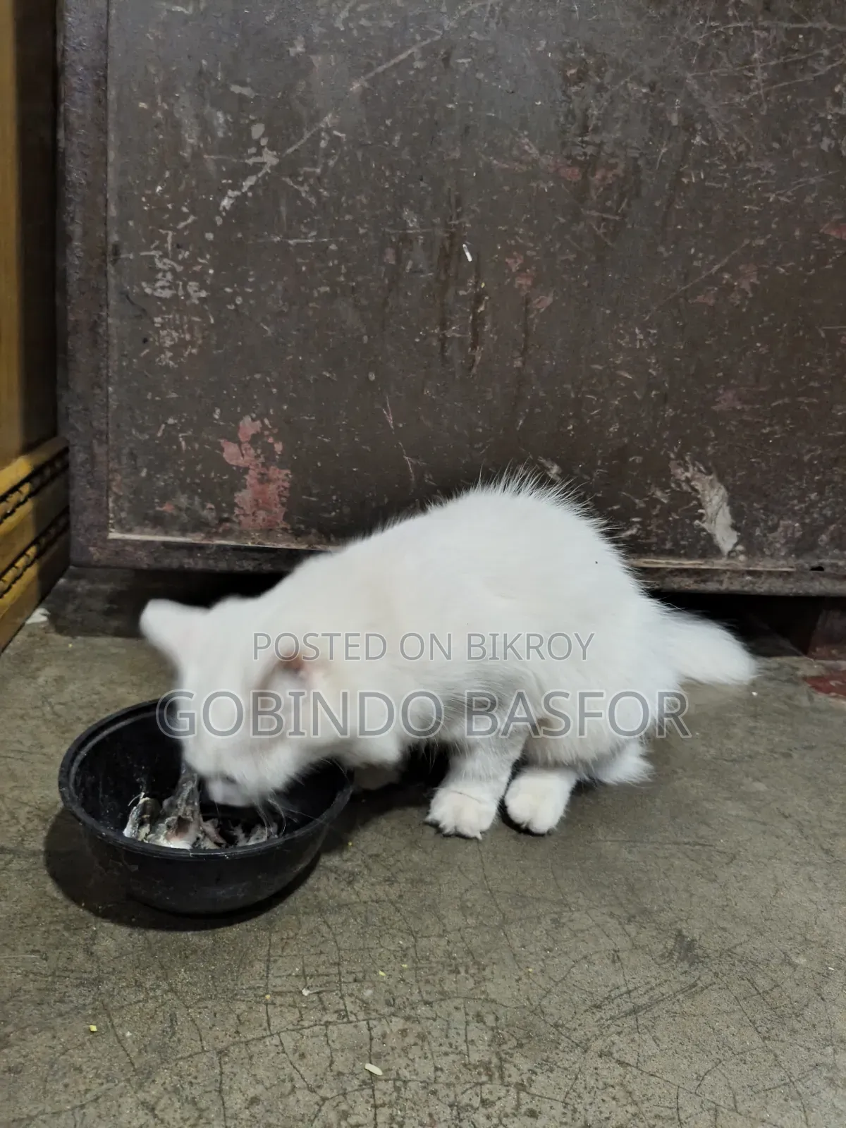 6-12 Months Female Mixed Breed Persian
