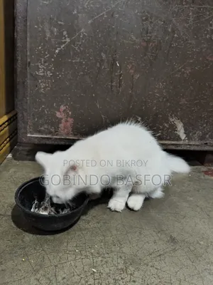 6-12 Months Female Mixed Breed Persian