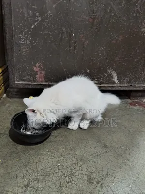 6-12 Months Female Mixed Breed Persian