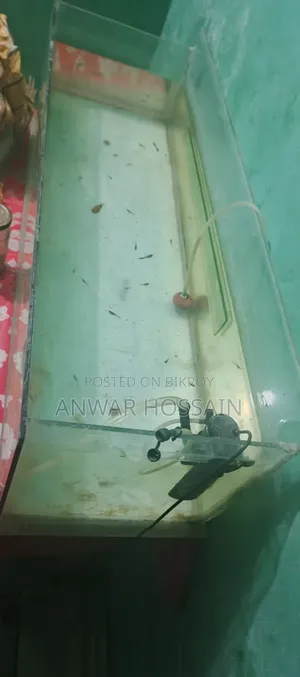 Aquarium with numerous Guppy fish fry