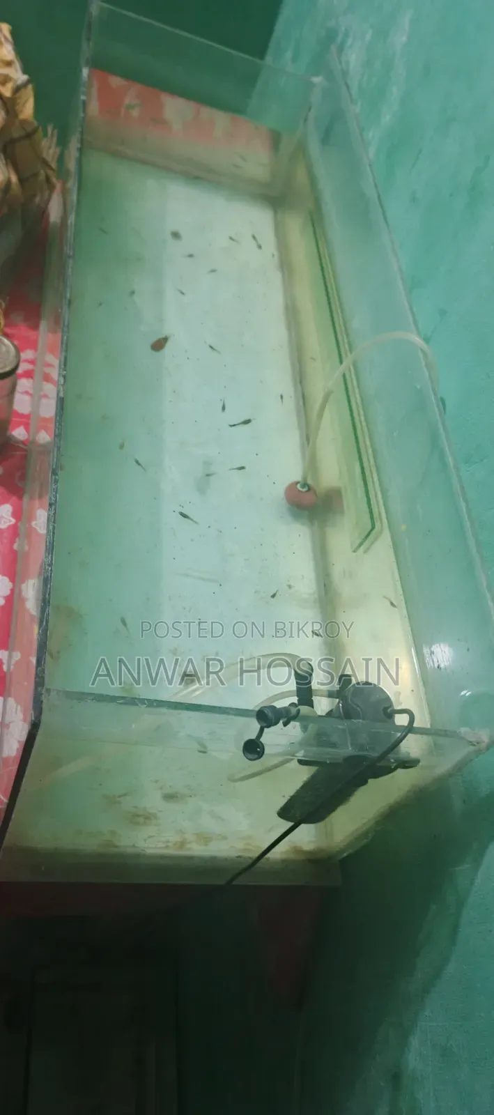 Aquarium with numerous Guppy fish fry