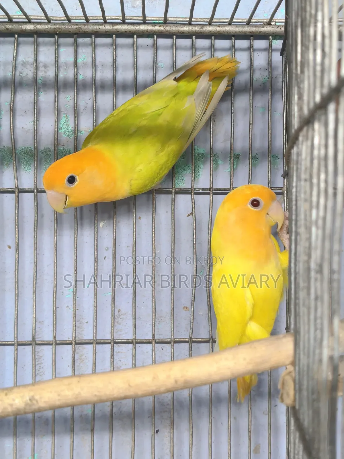 অরেঞ্জ হেড অপলাইন লাভবার্ড