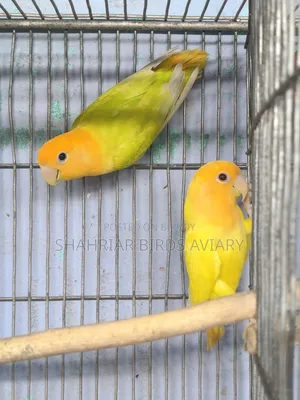 অরেঞ্জ হেড অপলাইন লাভবার্ড