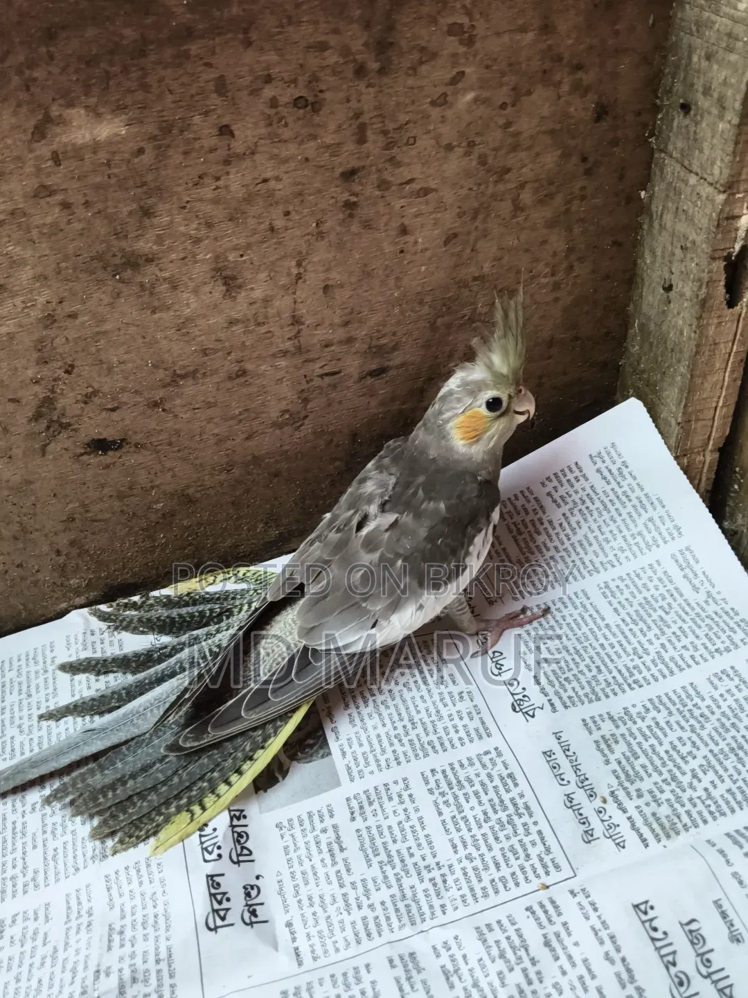 Cockatiel Baby