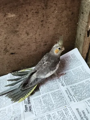 Cockatiel Baby