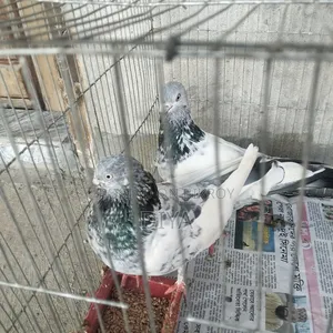 গিরিবাজ কবুতর