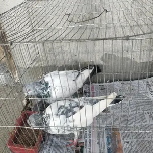 Giribaz Pigeon