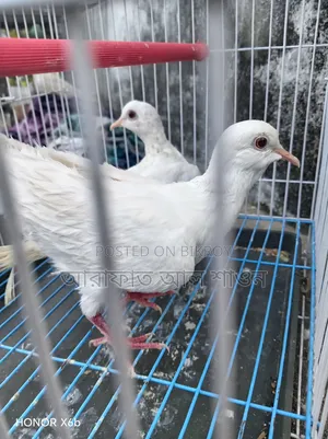 A pair of white Silky doves for sale