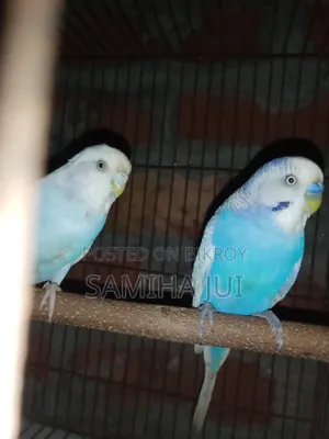 Budgerigar Bird