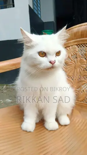 6-12 Months Male Mixed Breed Persian