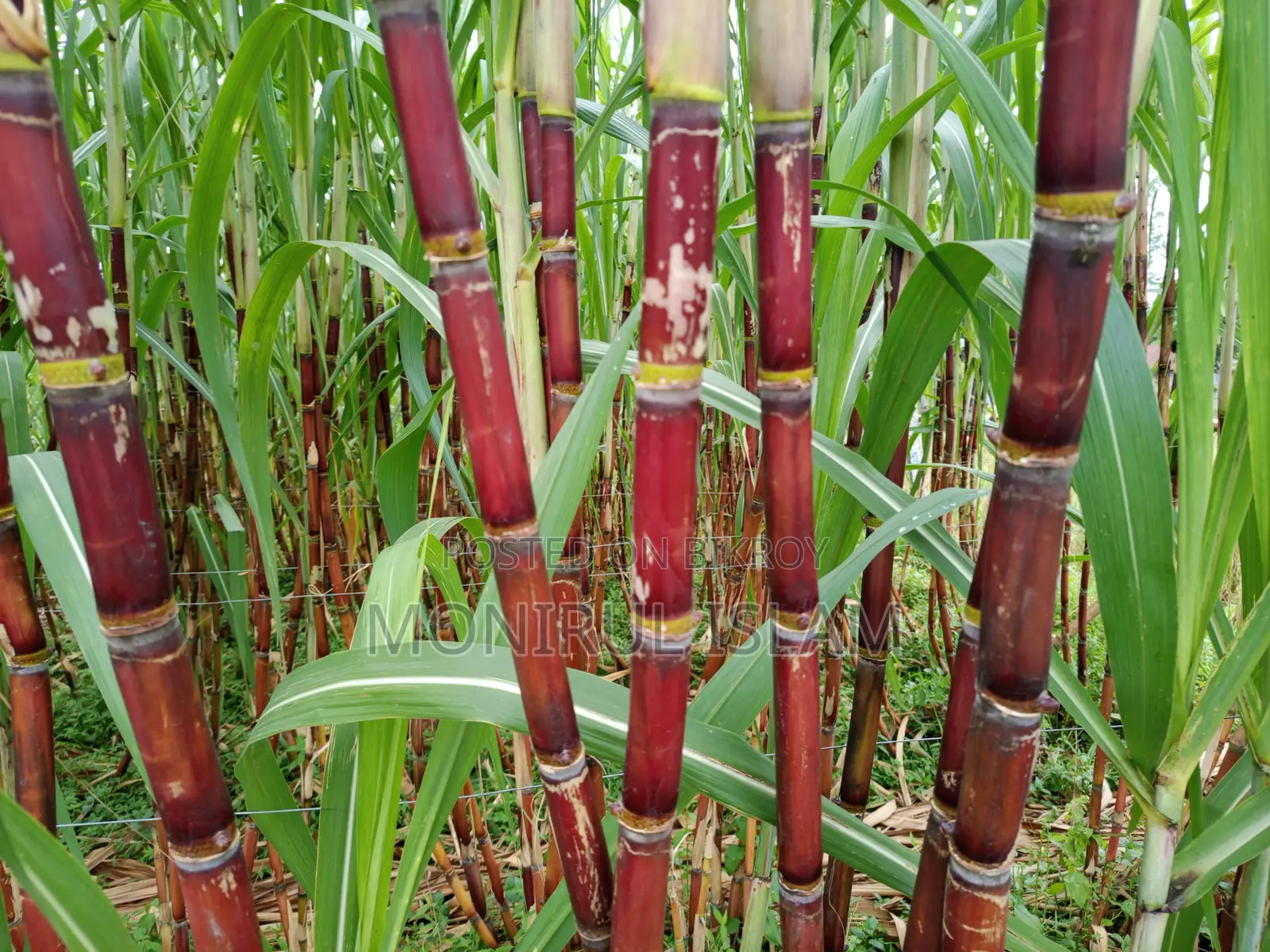 একদম তাজা এবং প্রিমিয়াম কোয়ালিটির রংবিলাশ মিষ্টি আখ