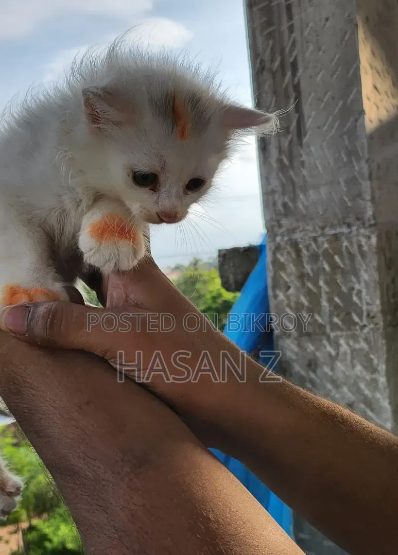 1-3 Months Female Purebred Persian