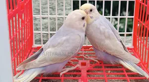 6 Pairs of Budgerigar Birds