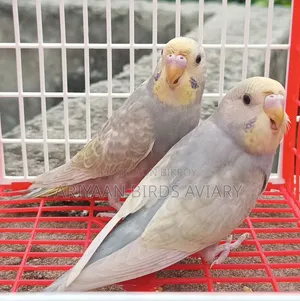 6 Pairs of Budgerigar Birds