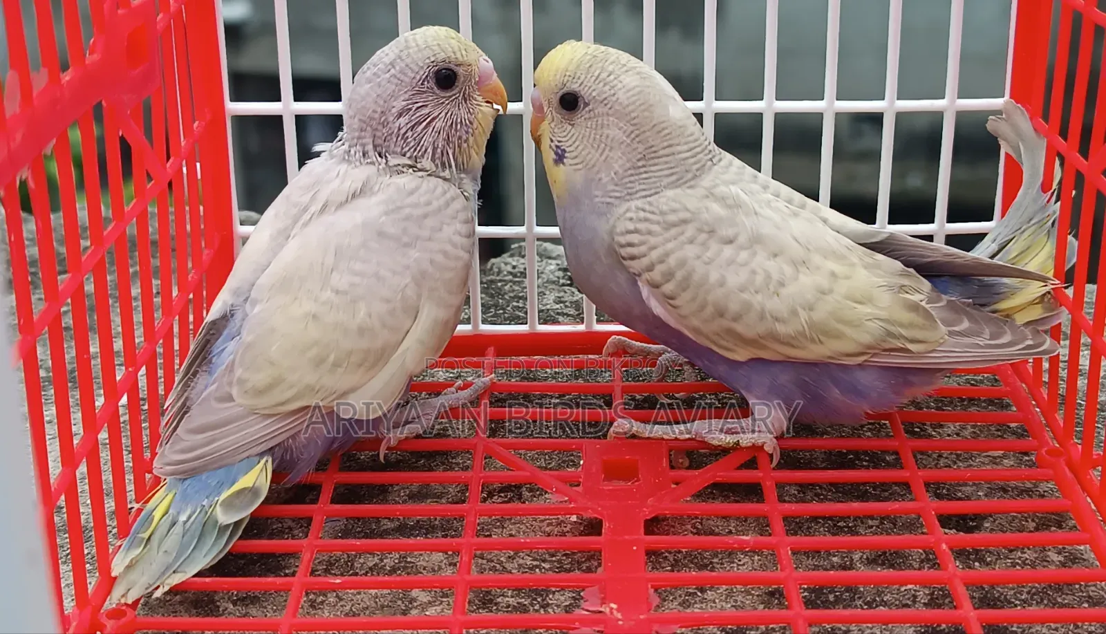 6 Pairs of Budgerigar Birds