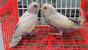 6 Pairs of Budgerigar Birds