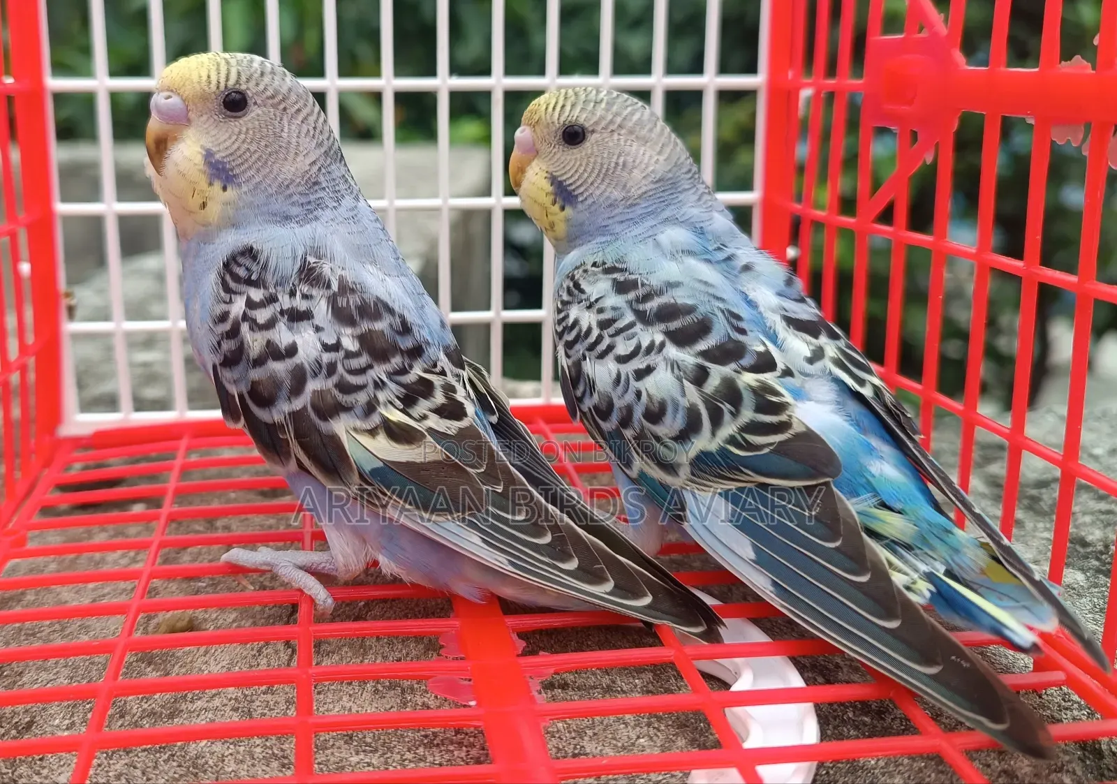 6 Pairs of Budgerigar Birds