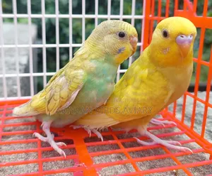 6 Pairs of Budgerigar Birds