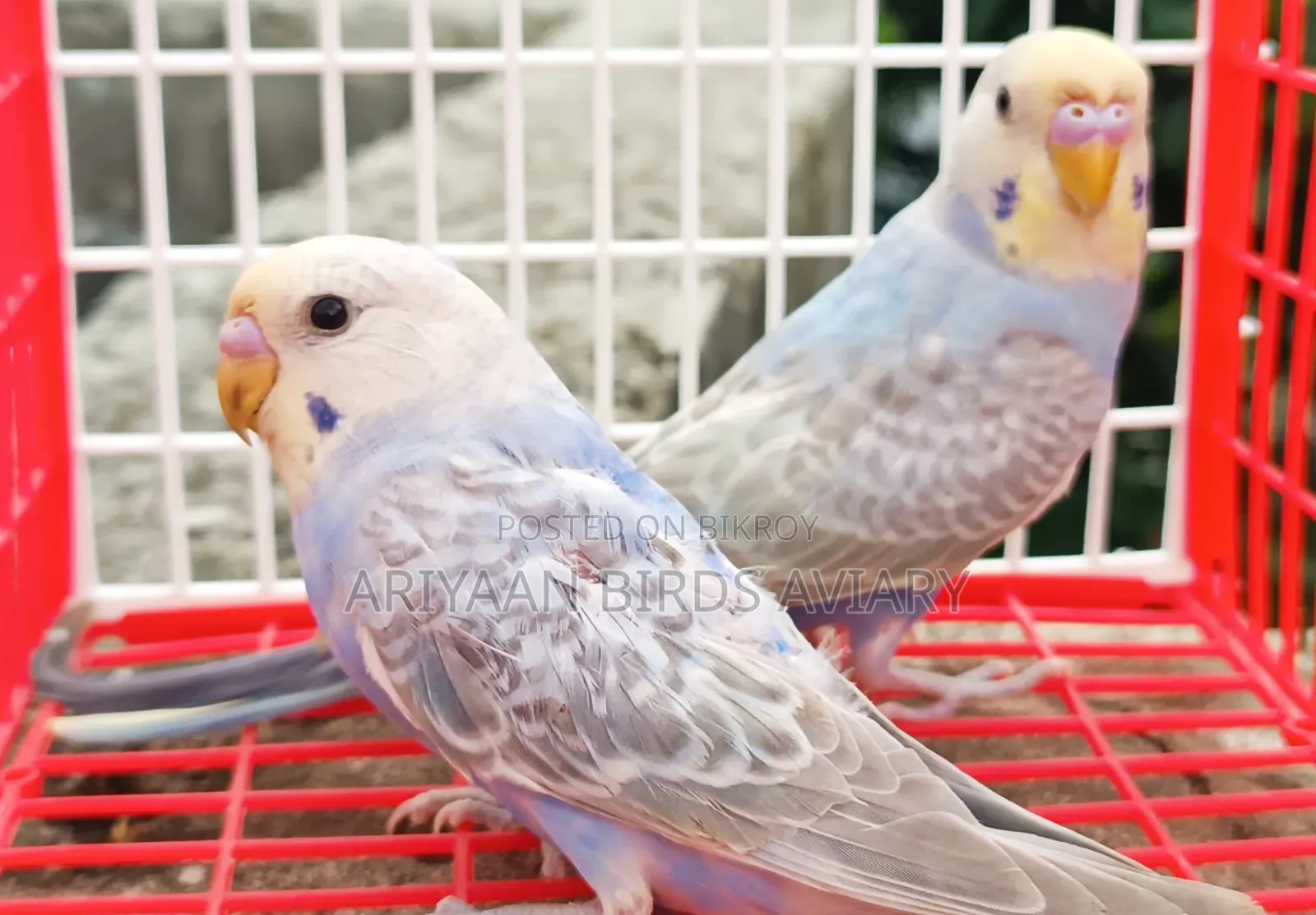 6 Pairs of Budgerigar Birds