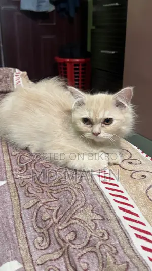 1-3 Months Female Purebred Persian