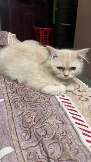 1-3 Months Female Purebred Persian