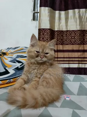 3-6 Months Male Purebred Persian