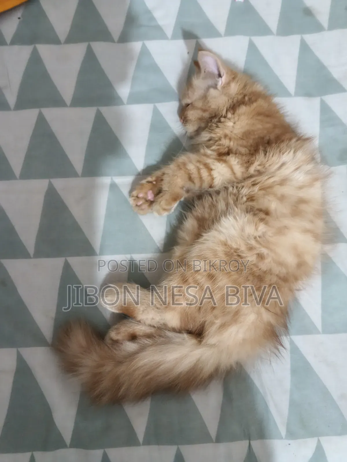 3-6 Months Male Purebred Persian