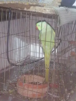 Paki Tiya Pakir Name Kaka